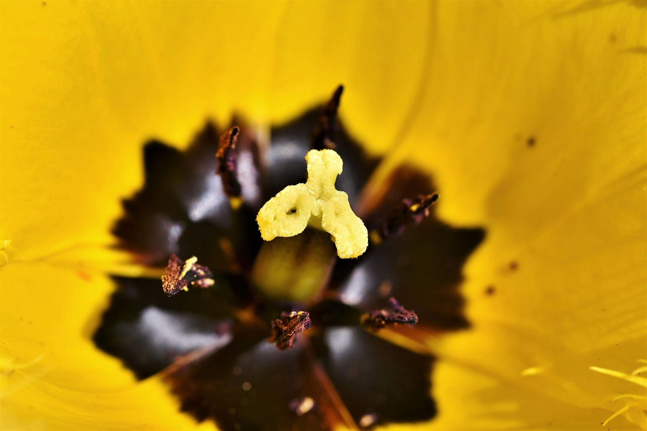 Tulip - free online jigsaw puzzle photo
