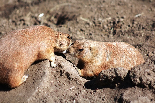 Free Cynomys Black-Tailed Prairie Dog photo and picture