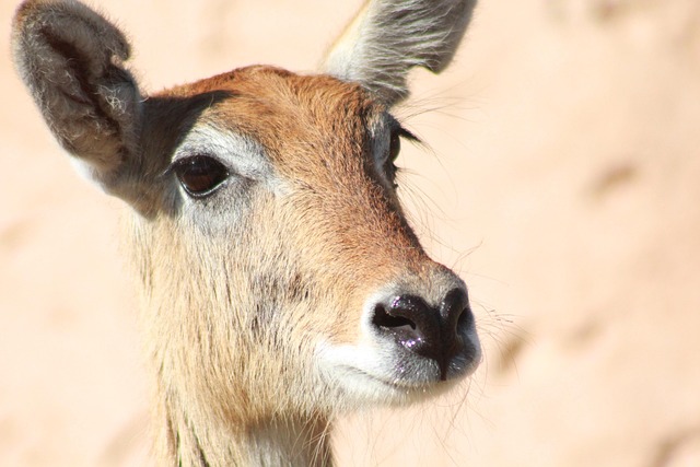 Free Kobus Leche Lechwe photo and picture