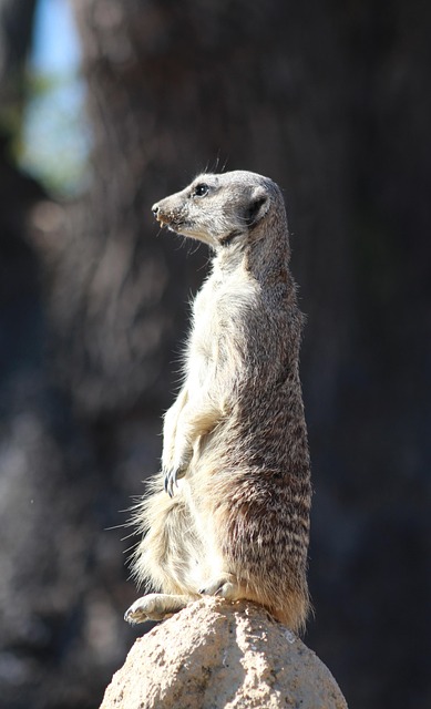 Free Suricate Meerkat photo and picture