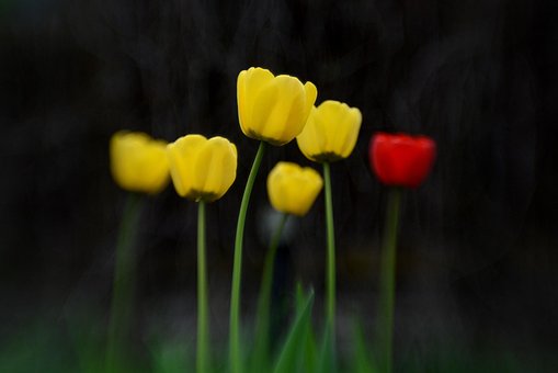 Free Flower Nature photo and picture