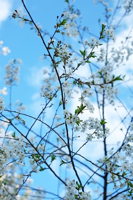Colores, Flores, Primavera, Vistoso