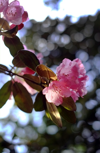 Flores, Acuarela, Hermosas Flores