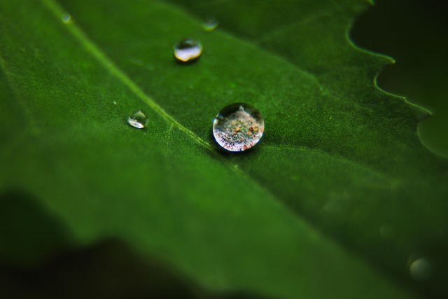 Free Macro Leaf photo and picture