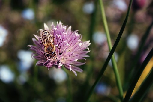 Biene, Insekten, Schnittlauchblüte