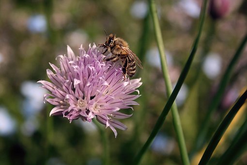 Biene, Schnittlauchblüte, Blüte, Lila