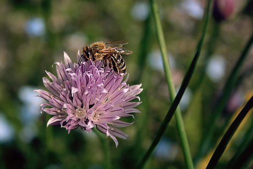 Biene, Schnittlauchblüte, Makro, Sommer