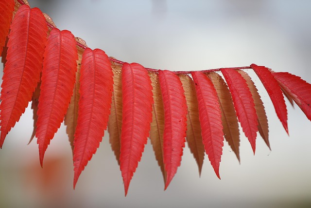Free Leaves Plant photo and picture