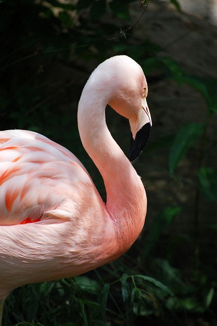 Flamingo, Roze, Veren, Tropisch, Natuur