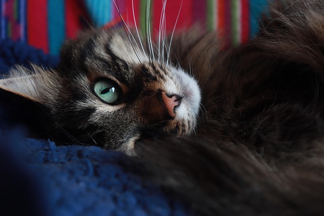 Free Cat Green Eyes photo and picture
