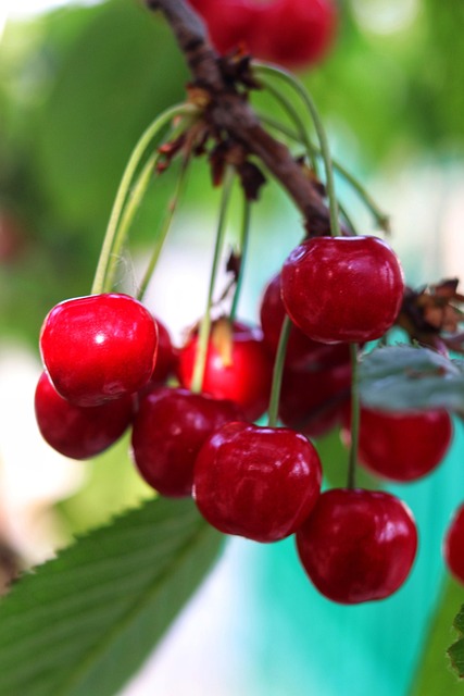 Free Cherry Fruit photo and picture