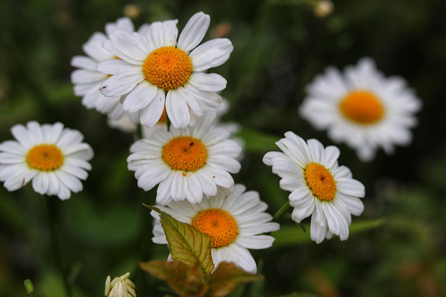 Free Spring Petal photo and picture