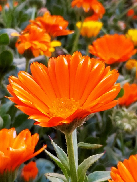Blume, Orange, Natur, Blumen Hintergrund