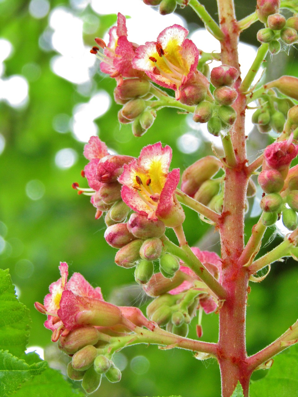 板栗 栗花 鲜花蜡烛、栗子树 - Pixabay上的免费照片 - Pixabay