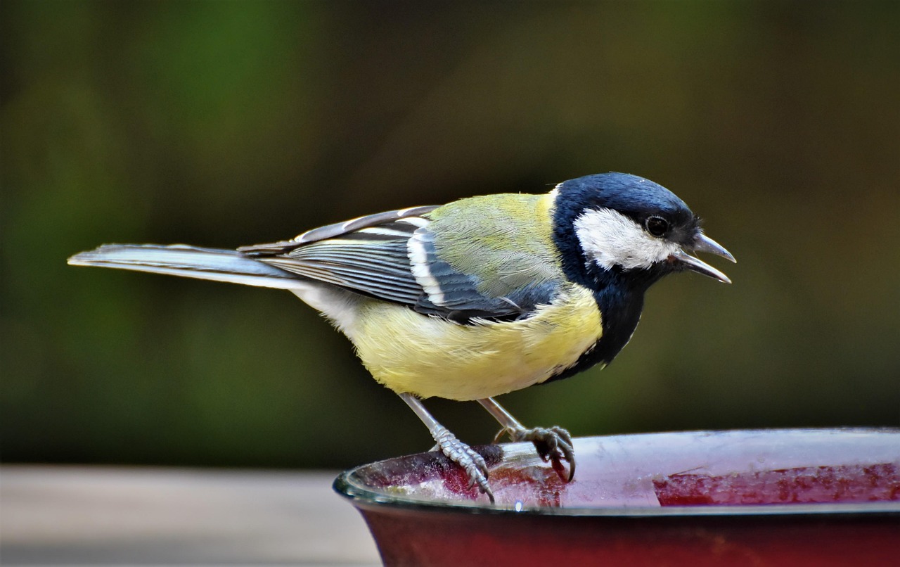 https://cdn.pixabay.com/photo/2019/05/25/11/06/tit-4228129_1280.jpg