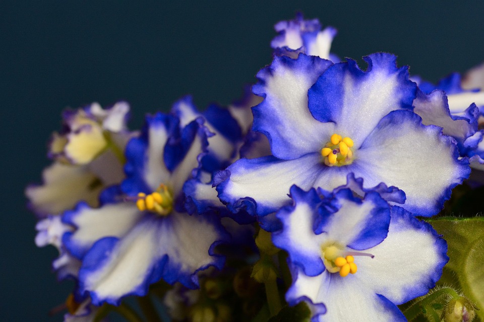 Resultado de imagem para violetas africanas