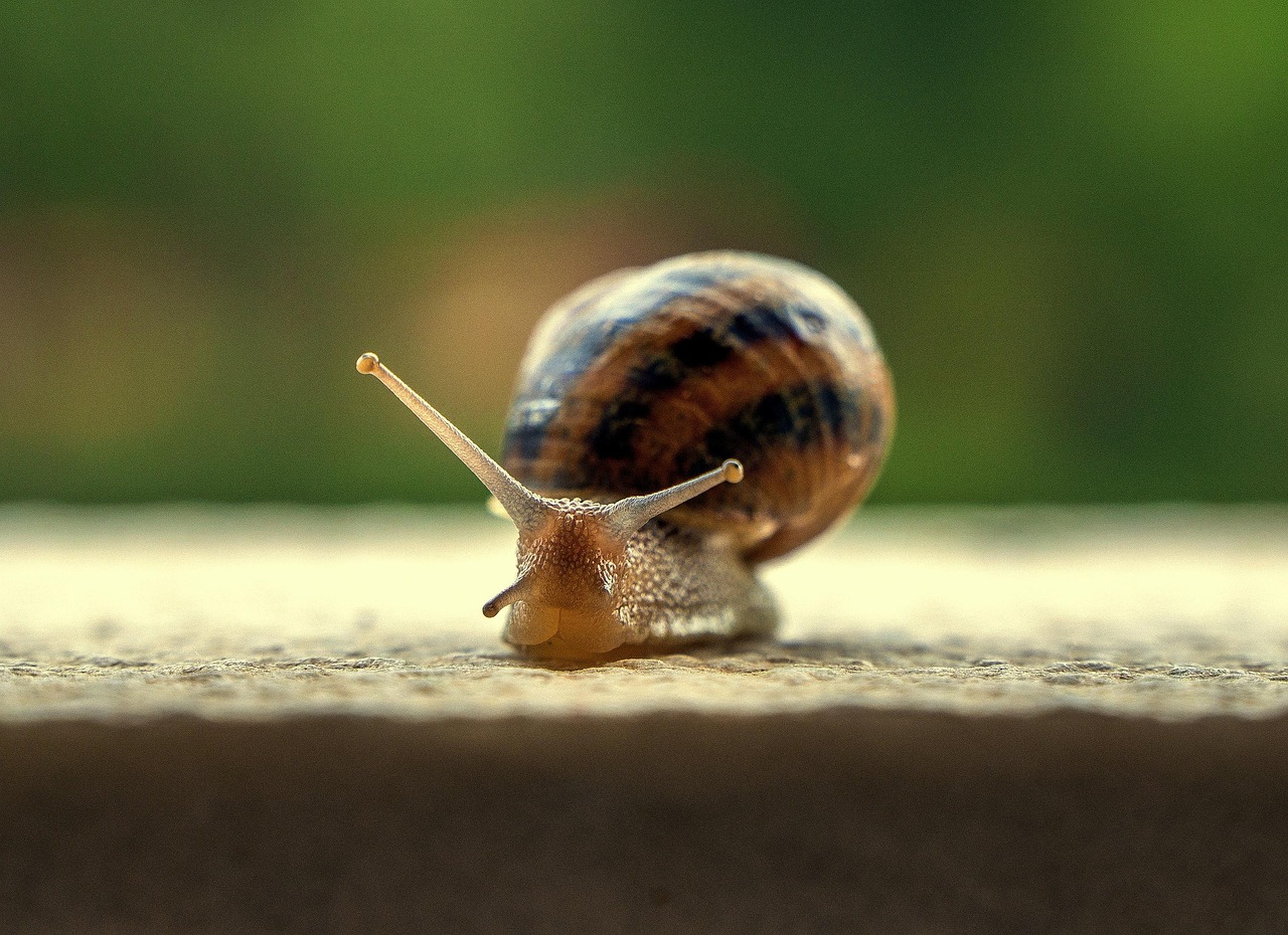 Snail Gastropod Shell Free photo on Pixabay