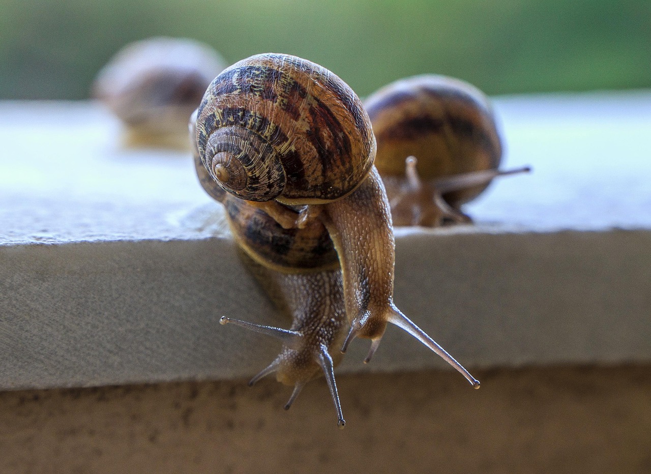Snails Gastropods Molluscum Free photo on Pixabay