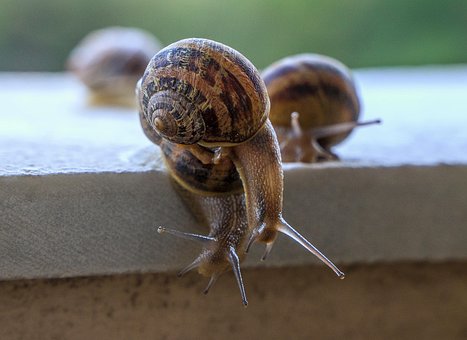 Snails, Gastropods, Molluscum