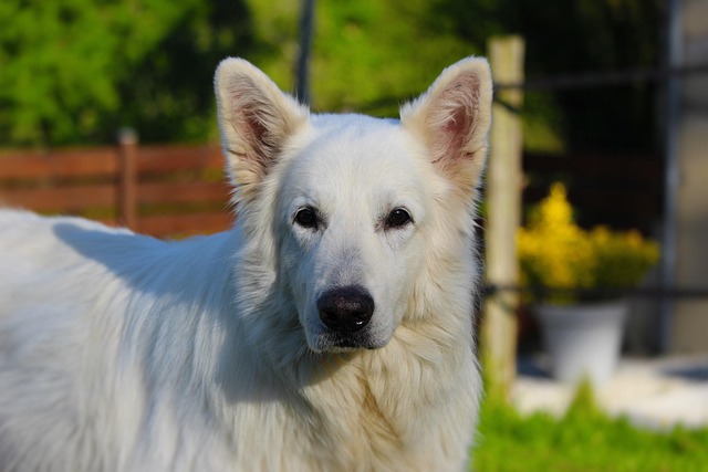 Free Swiss White Shepherd Animals photo and picture