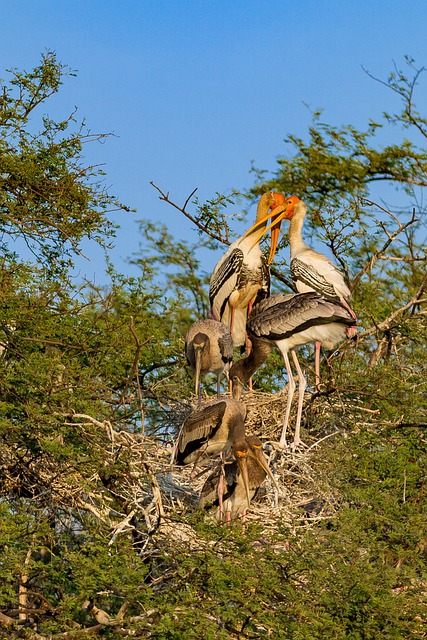 Free Bharatpur Birds photo and picture