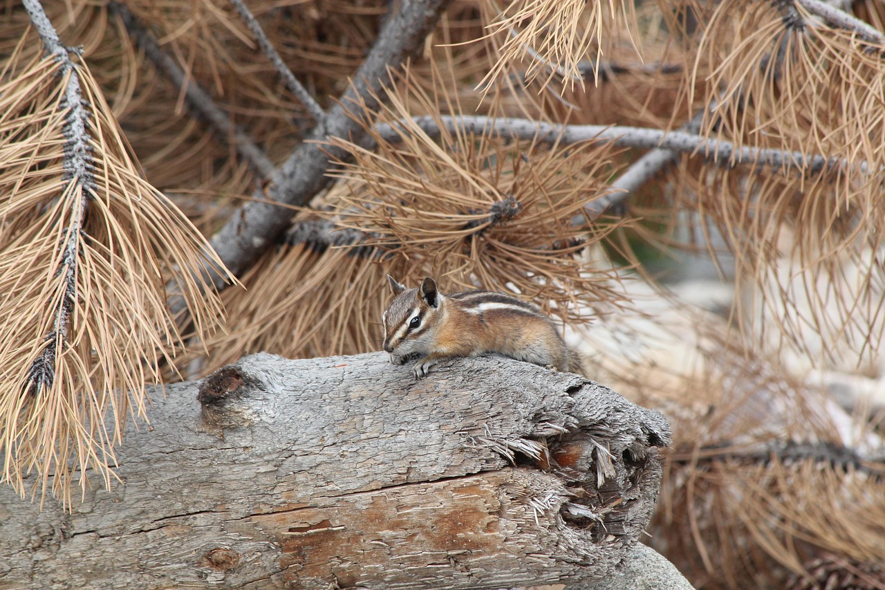 Chipmunk Colorado Cute - Free photo on Pixabay - Pixabay