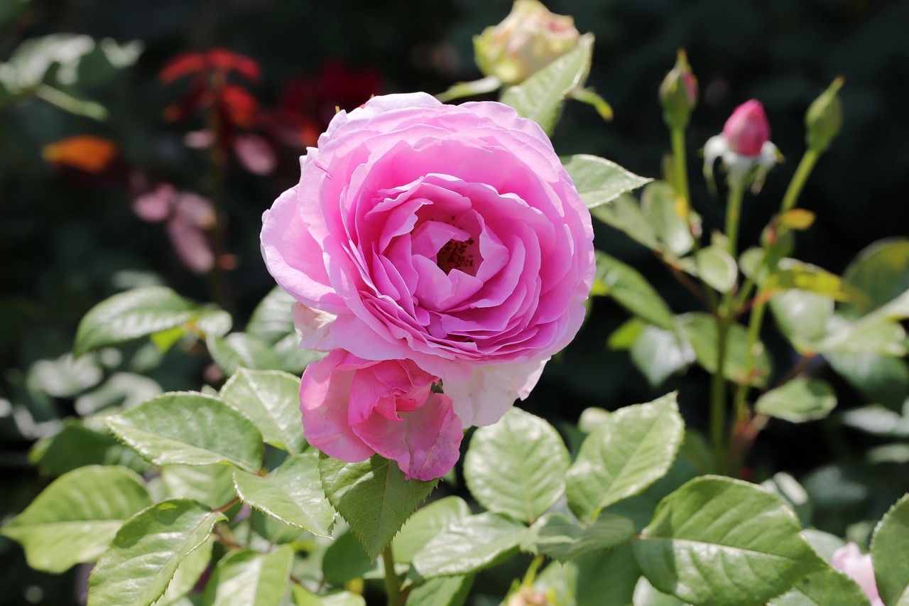 Fleur Roe Rose Pétale Fleur - Photo gratuite sur Pixabay - Pixabay