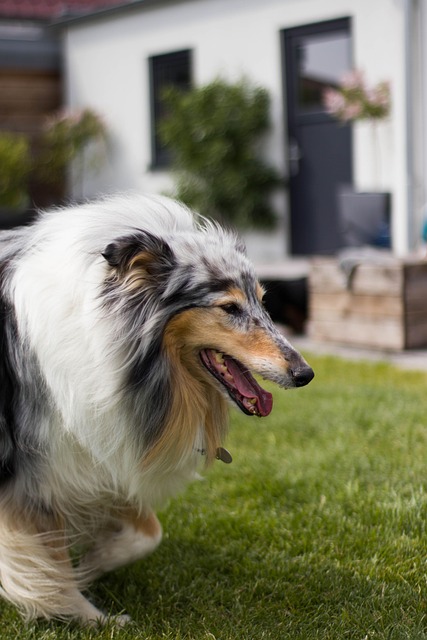 Free Dog Cute photo and picture