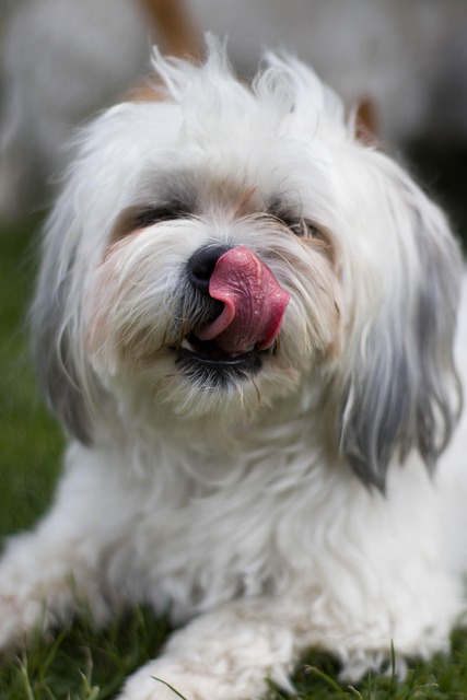 Free Dog Animal photo and picture