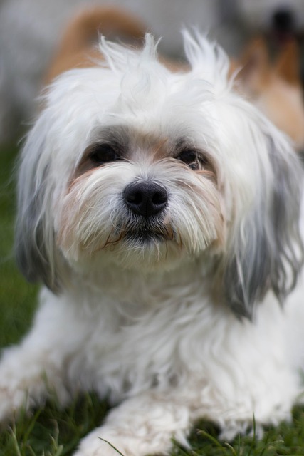 Free Dog Animal photo and picture