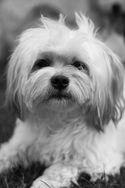 Free Dog Nature photo and picture