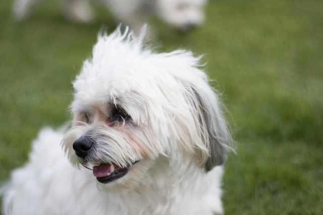 犬 動物 ペット - Pixabayの無料写真 - Pixabay