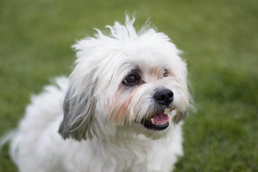 Free Dog Animal photo and picture