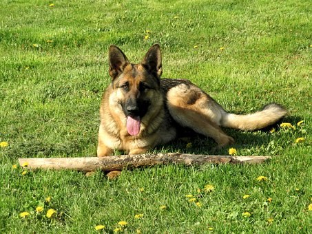 Hund, Schæferhund, Tunge, Hunde, Kæledyr