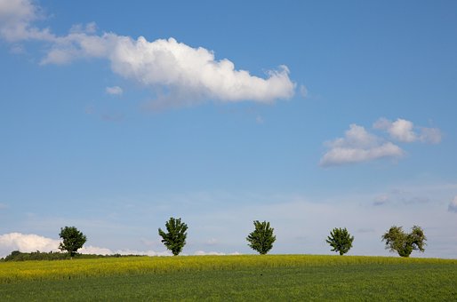 Mark, Skyer, Træer, Himmel, Landskab