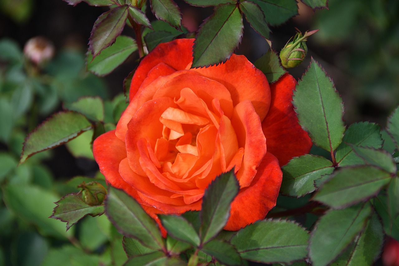 Rose Rose