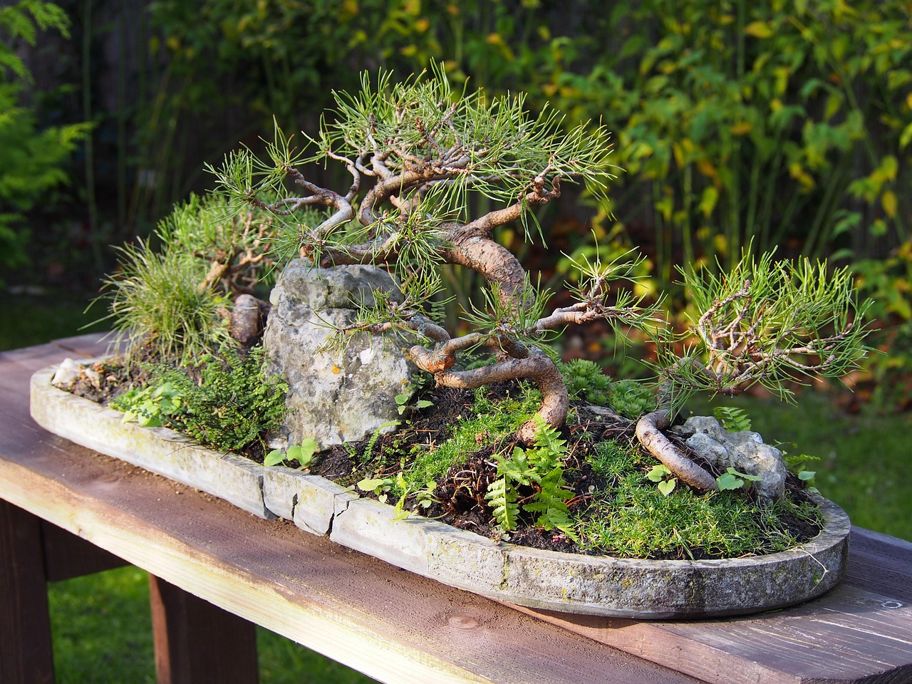 Bonsai Japanisch Baum - Kostenloses Foto auf Pixabay