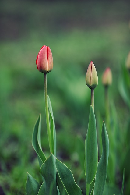 Free Tulips Flower photo and picture