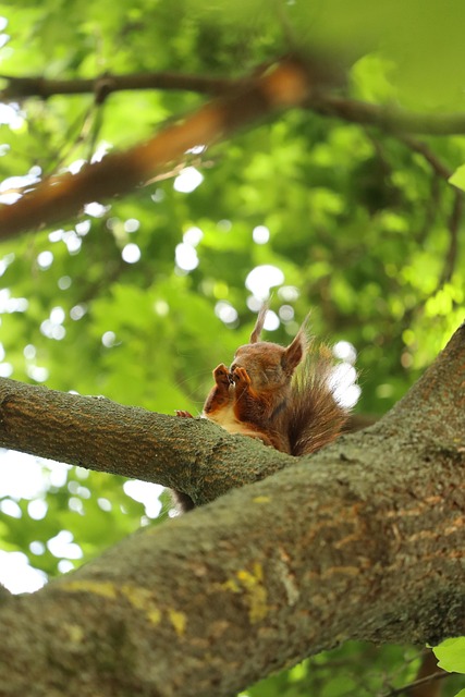 Free Squirrel Cute Squirrel photo and picture