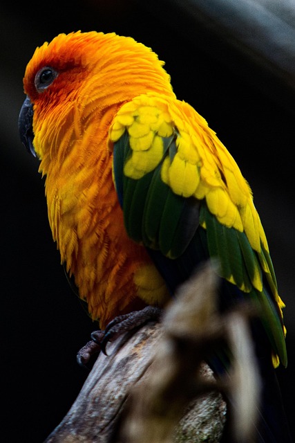 Free Bird Nature photo and picture