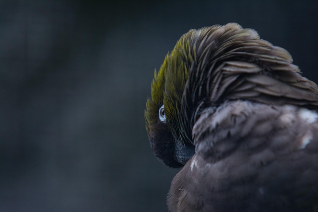 Free Bird Nature photo and picture