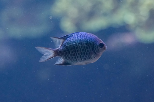 Free Fish Aquarium photo and picture