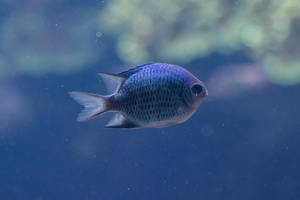 Fish Aquarium Zoo Free photo on Pixabay Pixabay