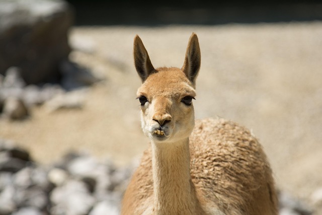 Free Animal Zoo photo and picture