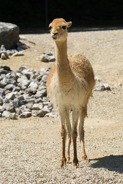 Free Animal Zoo photo and picture