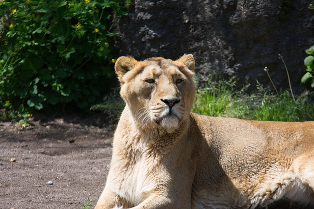 Free Lion Zoo photo and picture