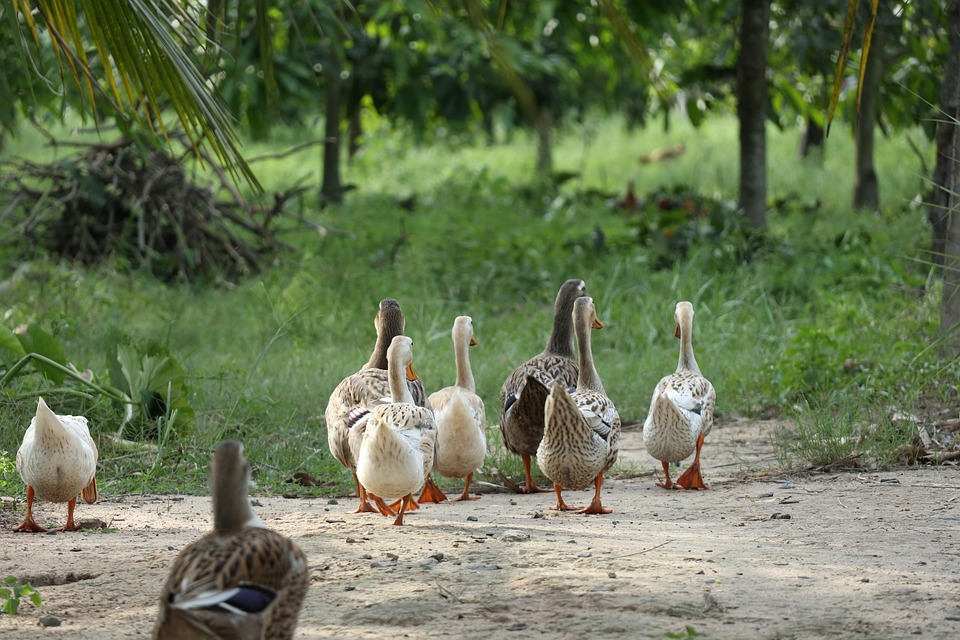 Animales
