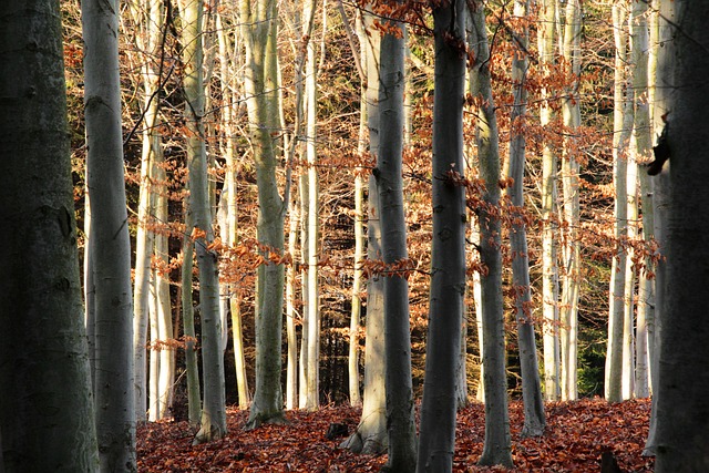 Free Woods Forest photo and picture