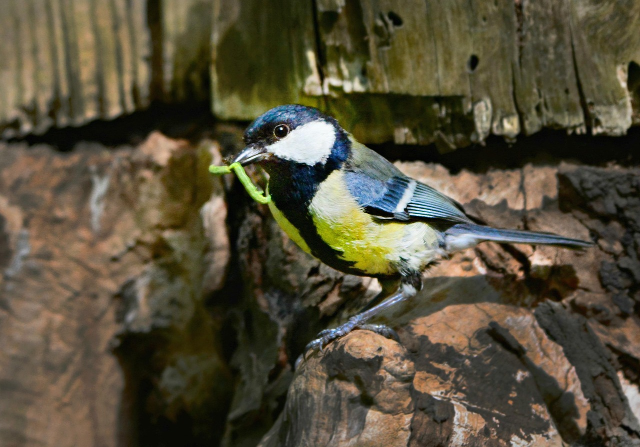 Parus Major Bird Song Animal - Foto gratis en Pixabay - Pixabay