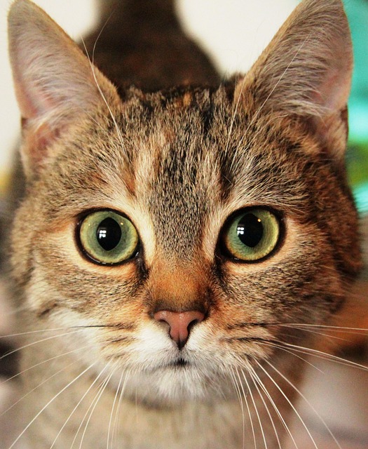 Free Cat Animal Eyes photo and picture